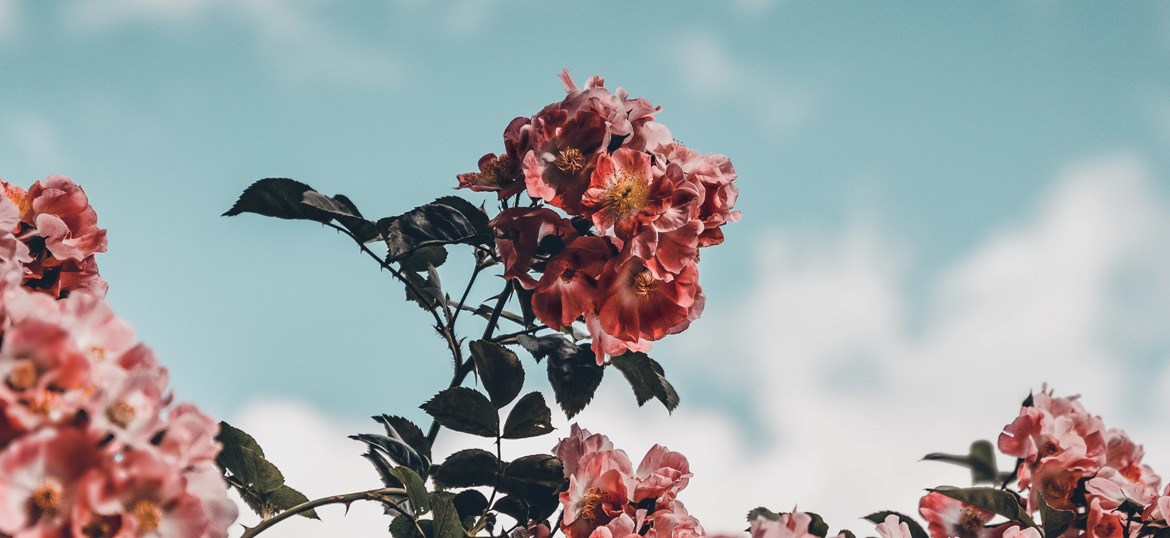 post-1-1 flowering tree | Centered Ceramics